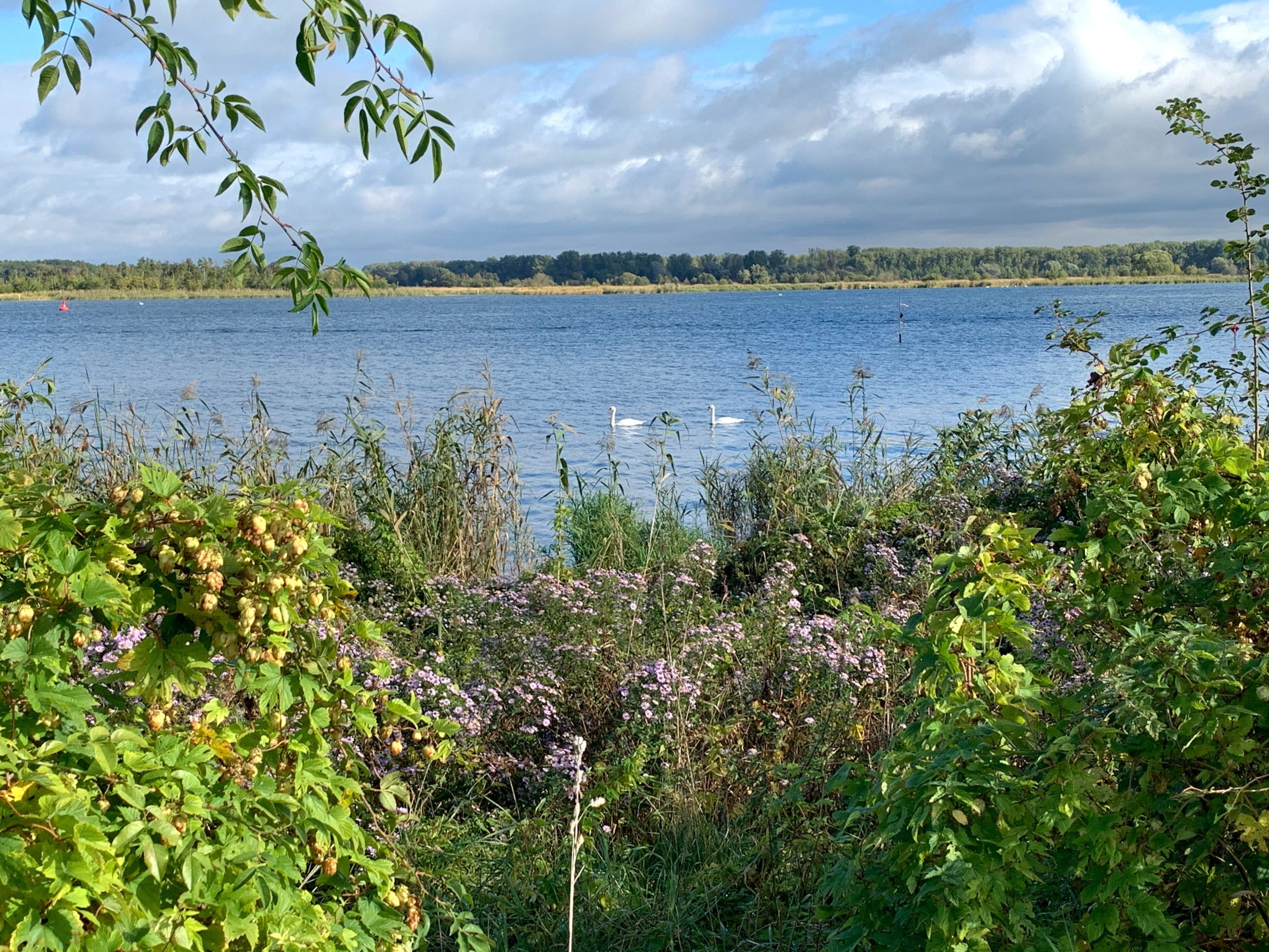 Wer sich an wilden Ufern wie hier am Zernsee einen Weg freischlägt, missachtet den Naturschutz und riskiert Verletzungener. © EyeAmAmazed / stock.adobe.com