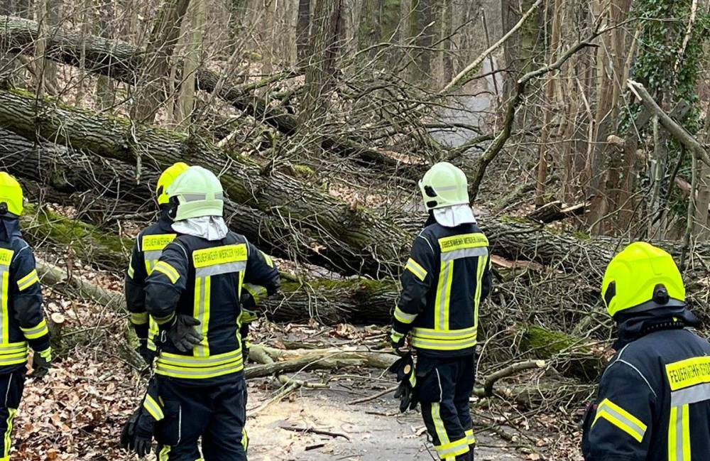 Umgestürzte Bäume am Samstag Am Rüsterhorn bei Petzow. Foto: FFW Werder (Havel) Umgestürzte Bäume am Samstag Am Rüsterhorn bei Petzow. Foto: FFW Werder (Havel)